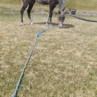 اسب‌ مادیان