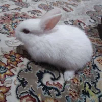 فروش خرگوش