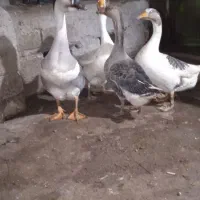 غاز|حیوانات مزرعه|نظر کهریزی, |دیوار