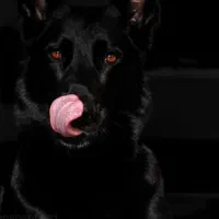 سگ ژرمن مالینویز روتوایلر