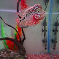 کینگ کامفا مولتی کالر|ماهی|شیراز, گویم|دیوار