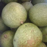 گردو چرب خوشمزه