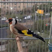 سهره بخون|پرنده|ری, منصوریه منگل|دیوار