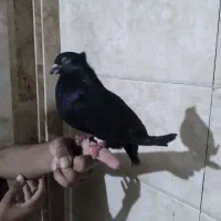 کبوتر زاغ کاکول|پرنده|بابل, |دیوار