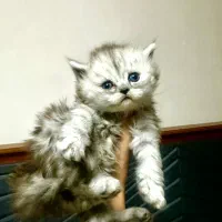 بچه گربه دختر اسکاتیش|گربه|تهران, بلوار کشاورز|دیوار