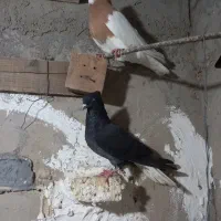 اشعل|پرنده|باوی, |دیوار