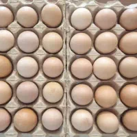 کارگر خانم برای جمع آوری تخم مرغ