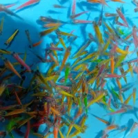 دانیو همه رنگ|ماهی|مشهد, گوهرشاد|دیوار