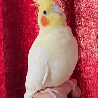 یک جفت عروس هلندی