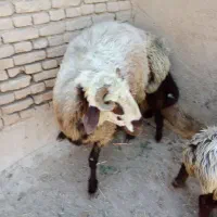 شیشک نر حدودا 90کیلو