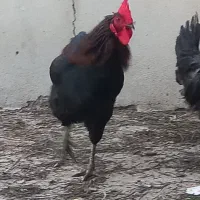 م خروس سیاه