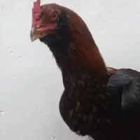 خروس لاری ..اصل..اصل