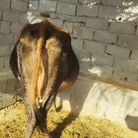 یک عدد گاو جرثه آوست شکم ۵ ماه|حیوانات مزرعه|فهرج, |دیوار