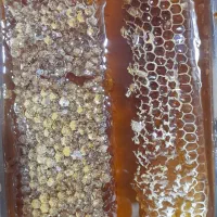 عسل طبیعی|خوردنی و آشامیدنی|شهریار, دهشاد بالا|دیوار