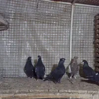 کفتر|پرنده|شیراز, کوی زهرا|دیوار