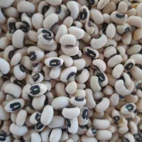 لوبیا چیتی|عمدهفروشی|معمولان, |دیوار