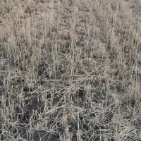 گندم آبی بذری