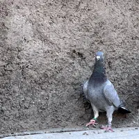پلاکی|پرنده|بیرجند, |دیوار