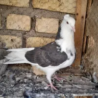 مخلفه نرگرفتنی ۲۰۰ معاوضم دارم|پرنده|کاشان, پشت شهربانی|دیوار