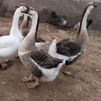 قوغاز اکراینی