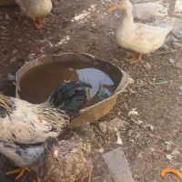 اردک|حیوانات مزرعه|باوی, |دیوار