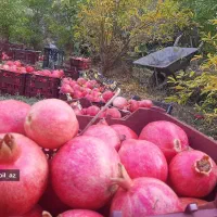 فروش انار درجه یک