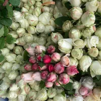 کنده رز سفید آولانج