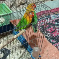 پرنده. کوتوله