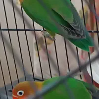 طوطی برزیلی معاوضه با جوجه ملنگو