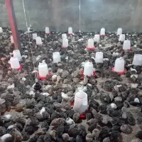 بلدرچین ماده