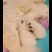 بچه گربه پرشین