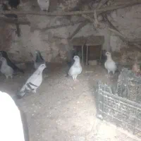 سلام ۴جفت شامی به فروش می رسد