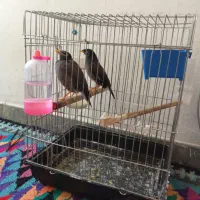 مرغ مینا مولد نرو ماده|پرنده|سوری, |دیوار