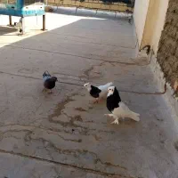 با سلام کبوتر کله سیاه و سینه دم سیاه|پرنده|اصفهان, خوراسگان|دیوار
