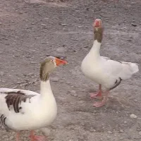 فروش دو عدد غاز بالغ خانگی یا معاوضه با غاز ماده