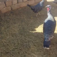 بوقلمون|پرنده|اسفراین, |دیوار