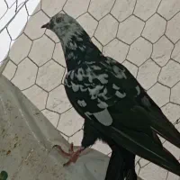 کبوتر کله ماستی