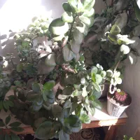 گل های خانگی