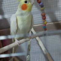 فروش دو عدد عروس هلندی لوتینو|پرنده|بندر دیر, |دیوار