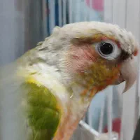 طوطی گرینچیک