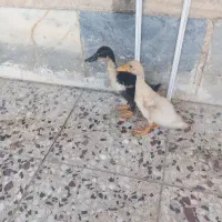 جوجه اردک