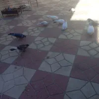 کبوتر|پرنده|کیار, |دیوار