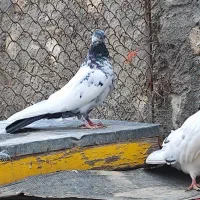 کبوتر کله قرمز