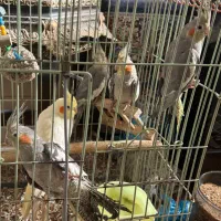 طوطی عروس|پرنده|اقبالیه, |دیوار