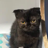 واگذاری رایگان گربه اسکاتیش فوری