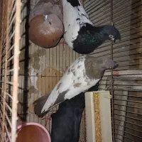 ۱۸ عدد کبوتر تزئینی زیبا و کیفیت عالی