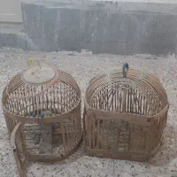 قفس کبک|لوازم جانبی حیوانات|سنندج, |دیوار