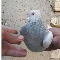 کبوتر نقره ای
