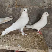 کبوتر|پرنده|میناب, |دیوار