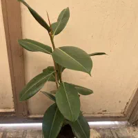 فیکوس سبز